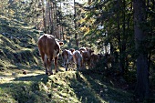 Chiemgau, Bayern, Chiemgauer Alpen, Sachrang, Spitzstein, Rinder