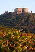 Hambacher Schloss, Berg, Hügel, Wein , Wald, Nationaldenkmal