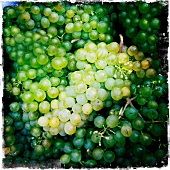 Weintrauben aus dem Weinanbaugebiet Wachau