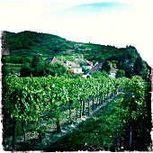 Weinstöcke, Weinberg des Weinanbauge bietes Wachau