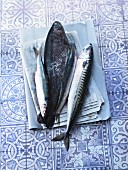 Salmon, mackerel and herring on a newspaper