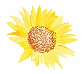 Illustration, plant, flower, blossom Sunflower, Helianthus annuus