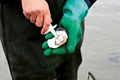 Close-up of man's hand wearing gloves and shucking an oyster with knife