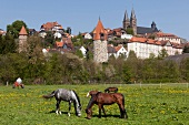 Horses grazing on field near Church of St. Peter, Schwalm-Eder, Fritzlar, Hesse, Germany