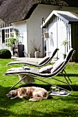 Dog sleeping besides two garden sun loungers