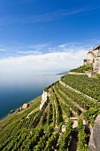 View of Lavaux Vineyard Terraces and lake in Canton vaud