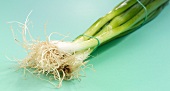 Close-up of spring onions