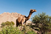 Camel on desert of Al Hamra, Oman