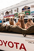 Oman, Wahiba Sands, Kamele, Rennkamele, Transport, Pickup