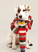 Weißer Mischling, Hund, mit Schal, Blick zur Seite