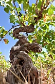 Old vine Grenache in Calce, France