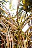 Bunch of sugar canes in Salalah, Dhofar, Oman