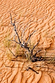 Oman, Wahiba Sands, Wüste, vertrockneter Ast, Sand