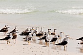 Seagulls on Maghsail Bay Beach in Salalah, Dhofar, Oman