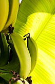 Close-up of bananas on tree in Dhofar, Salalah, Oman