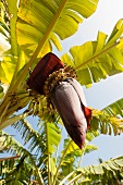 Oman, Dhofar, Salalah, Bananenstaude, in der Blüte, blüht