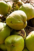 Close-up of coconuts on tree in Dhofar, Salalah, Oman