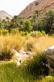 Wadi Bani Khalid landscape with shrubs, palms in Oman