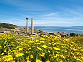 Yellow flowers overlooking ancient city of Tharros on the west coast of Sardinia, Italy