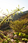 Oman, Dhofar, Salalah, Weihrauchbaum Blick ins Tal, Berge, Gebüsch, Bäum