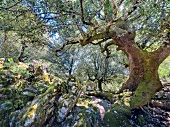 Holm oak in Supra Monte, Barbagie, Sardinia, Italy