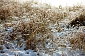 Close-up of frozen grasses in Lapland, Finland