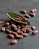 Close-up of cocoa beans