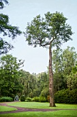 View of lush green trees at Graflicher Park in Teutoburg Forest, Germany