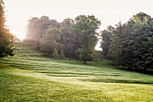 Close-up of grass and flowers at Graflicher Park in Teutoburg Forest, Germany