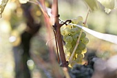 Close-up of bunch of green grapes on vine