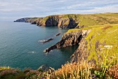 Wales, Pembrokeshire National Park, Coast Path, Küste bei Ceibwr Bay