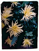 Chrysanthemen, gelbe Blüten 