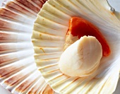 Close-up of open scallops