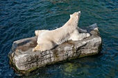 Hannover, Erlebnis-Zoo Hannover, Yukon Bay, Eisbär