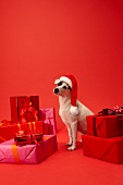 Hund Betty, Weihnachtsmütze, zwischen Geschenken, weihnachtlich