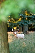 Hannover, Tierpark Kirchrode, Damhirsch, Weißling