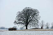 Grünes Kochbuch, Winterlandsch aft