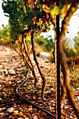 View of vines with water hose lying by side