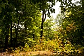Schmaler Luzin, Wald am See, Laubbäume, Lichtung