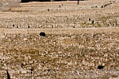 Israel, Jerusalem, Ölberg, jüdischer Friedhof