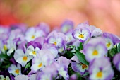 Close-up of violet flowers