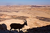 Israel, Wüste Negev, Har Ramon, Krater, Steinbock