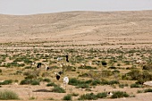 Grazing herd of sheep on landscape in Negev, Israel