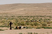 Grazing herd of sheep on landscape in Negev, Israel