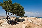 Pilgrims sitting under tree on Arbel mountain, Galilee, Israel