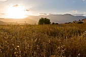 View of mountains and fields at Jesus Trail, Capernaum, Galilee, Israel, backlight
