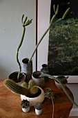 Different types of cacti in pots on wooden table