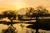 Lagoon trees at dusk in Yala National Park, Sri Lanka