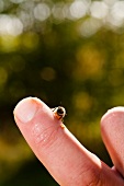 Close-up of bee on man's finger, Kassel, Hesse, Germany