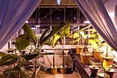 Banana greenhouse at University of Kassel, Witzenhausen, Hesse, Germany
